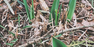 spring flower bulbs starting to emerge from the ground