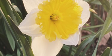 a daffodil with white petals and a yellow center