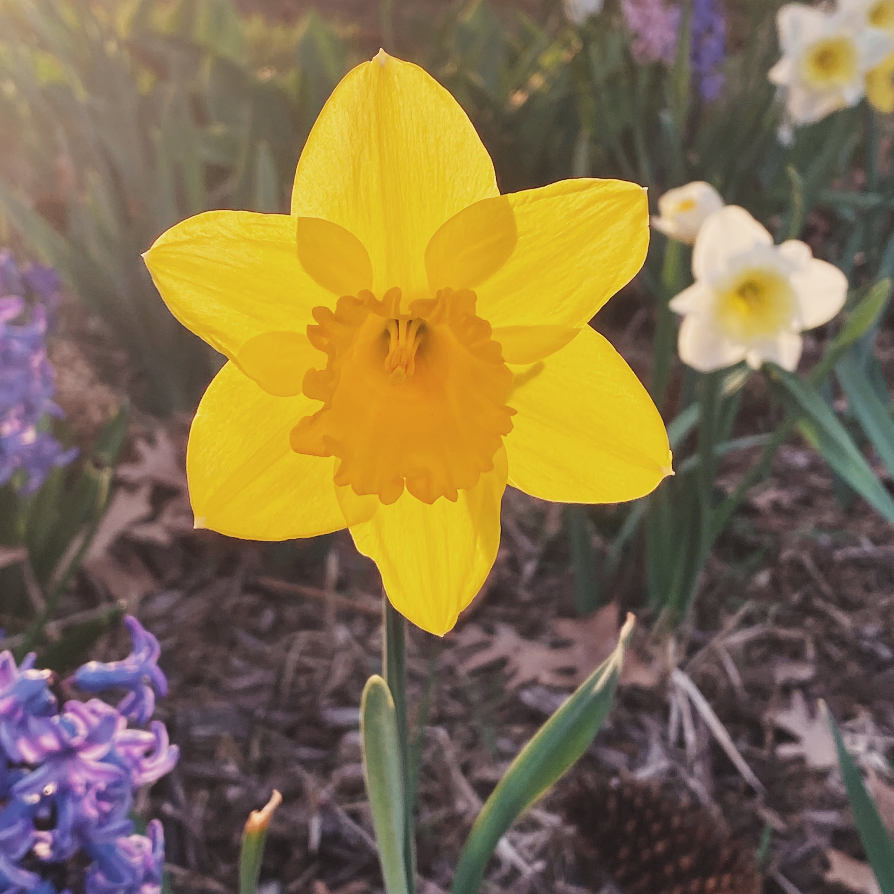 a daffodil with yellow petals and a yellow center