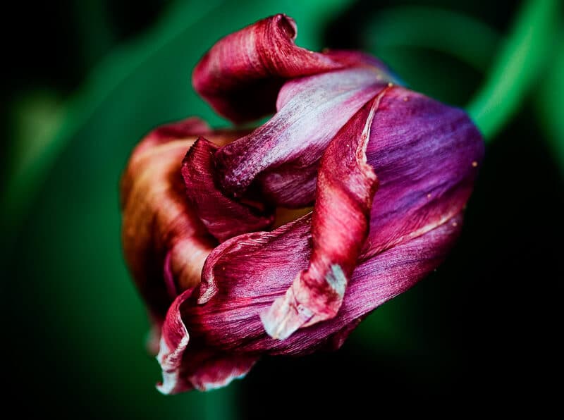 dying tulip