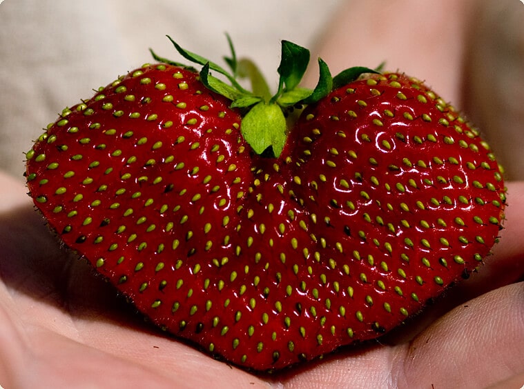 heartshapedberry
