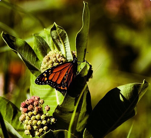 monarch on plant