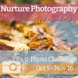 nurture fall photography challenge
